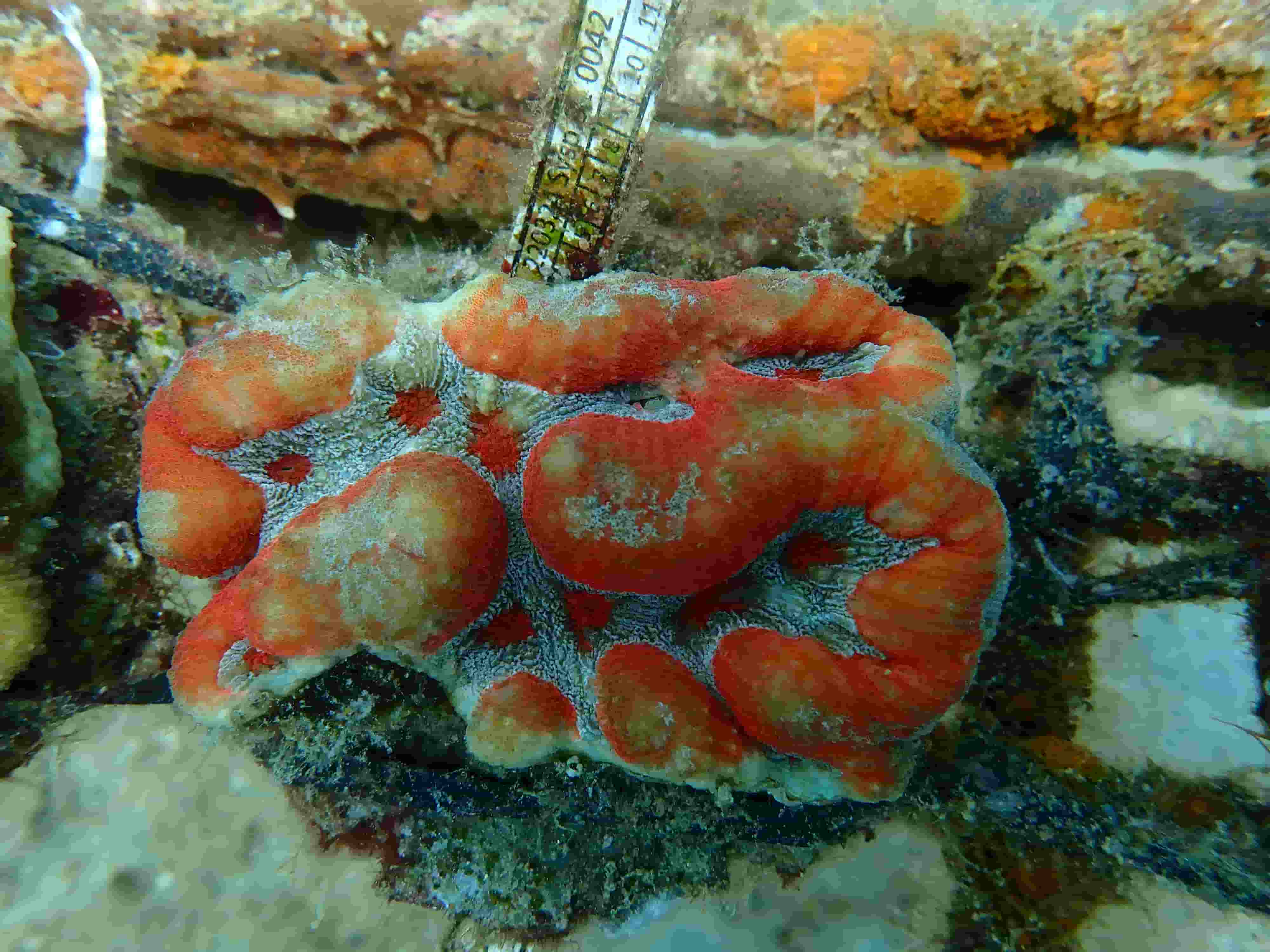 Sarcophyton Leather Coral